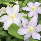 Riviera Clematis Vine Powder Blue 2.5" Pot Indoor Outdoor Garden