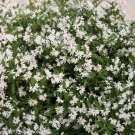 Yuki Snowflake Deutzia 4" Pot Indoor Outdoor Garden