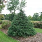 Haywire False Cypress Chamaecyparis 4" Pot Indoor Outdoor Garden