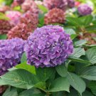 Let’S Dance Iarriba Bigleaf Hydrangea 4" Pot Indoor Outdoor Garden