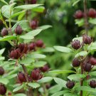 Simply Scentsational Sweetshrub Calycanthus 4" Pot Indoor Outdoor Garden