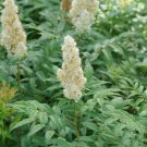 Mr. Mustard False Spiraea Sobaria Sorbifolia 4" Pot Indoor Outdoor Garden Mr. Mustard False Spiraea Sobaria Sorbifolia 4" Pot Indoor Outdoor Garden