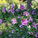 Dark Lavender Chiffon Hibiscus Rose Of Sharon 4" Pot Indoor Outdoor Garden