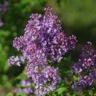 Scentara Pura Lilac Syringa X Hyacinthiflora 4" Pot Indoor Outdoor Garden