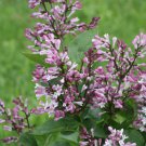 Baby Kim Lilac Syringa X 4" Pot Indoor Outdoor Garden