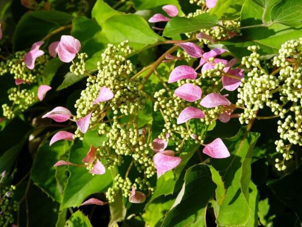 Rose Sensation False Hydrangea 4" Pot Schizophragma Indoor Outdoor Garden