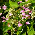 Rose Sensation False Hydrangea 4" Pot Schizophragma Indoor Outdoor Garden