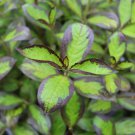 Vinho Verde Weigela 4" Pot Indoor Outdoor Garden