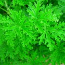 Van Leenii Citronella Mosquito Plant Pelargonium 2.5" Pot Indoor Outdoor Garden Van Leenii Citronella Mosquito Plant Pelargonium 2.5" Pot Indoor Outdoor Garden