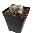 Lagger'S Mini Hens Chicks Sempervivum 2.5" Pot Indoor Outdoor Garden