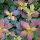 Midnight Sun Weigela 4" Pot Indoor Outdoor Garden
