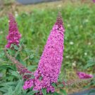 Pugster Pinker Butterfly Bush Buddleia 4" Pot Indoor Outdoor Garden
