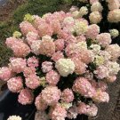 Fire Light Tidbit Panicle Hydrangea 4" Pot Indoor Outdoor Garden