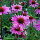 Magnus Coneflower Echinacea Purpurea Magnus Quart Pot Indoor Outdoor Garden