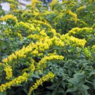 Fireworks Goldenrod Solidago Rugosa Quart Pot Indoor Outdoor Garden