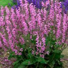 Moulin Rouge Salvia Fashionista Gallon Pot Meadow Sage Indoor Outdoor Garden