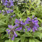 Neptune Catmint Nepeta Gallon Pot Indoor Outdoor Garden