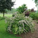 Jolene Jolene Beautybush Kolkwitzia Amabalis 4" Pot Indoor Outdoor Garden