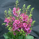 Rosetta Verbascum Phoeniceum Quart Pot Ornamental Mullein Indoor Outdoor Garden