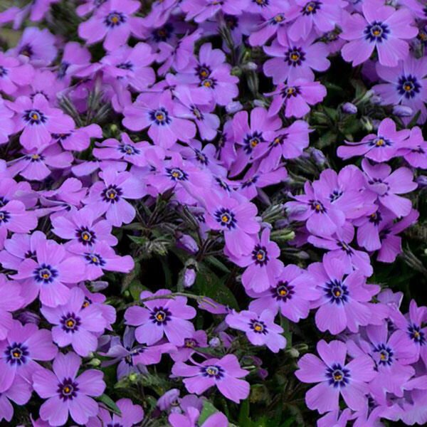 Eye Shadow Creeping Phlox Gallon Pot Indoor Outdoor Garden