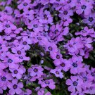 Eye Shadow Creeping Phlox Gallon Pot Indoor Outdoor Garden