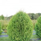 Cheer Drops Arborvitae Thuja 4" Pot Indoor Outdoor Garden