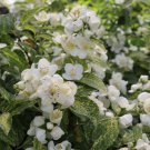 Illuminati Sparks Mock Orange Philadelphus 4" Pot Indoor Outdoor Garden