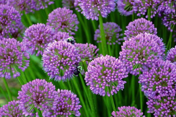 Millenium Flowering Onion Allium Gallon Pot Indoor Outdoor Garden