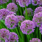 Millenium Flowering Onion Allium Gallon Pot Indoor Outdoor Garden