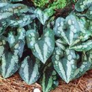 Quick Silver Chinese Ginger Asarum Wildflower Indoors Or Out 2.5" Pot Indoor Outdoor Garden