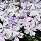 Emerald Blue Phlox Potted Live Plant Quart Pot Indoor Outdoor Garden
