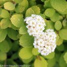 Glow Girl Spiraea Lemon/Lime Foliage 4" Pot Indoor Outdoor Garden