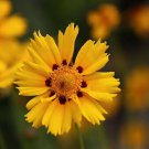 Tequila Sunrise Coreopsis Plant Quart Pot Indoor Outdoor Garden