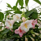 Pearl Sonic Bloom Weigela Everblooming 4" Pot Indoor Outdoor Garden Pearl Sonic Bloom Weigela Everblooming 4" Pot Indoor Outdoor Garden