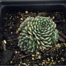 Forest Frost Hens Chicks Sempervivum Quart Pot Indoor Outdoor Garden