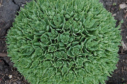 Thundercloud Sedum Groundcover Quart Pot Indoor Outdoor Garden