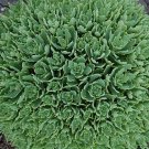 Thundercloud Sedum Groundcover Quart Pot Indoor Outdoor Garden