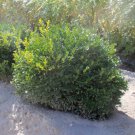 Green Velvet Boxwood Buxus Compact Hedge/Shrub/Bonsai 4" Pot Indoor Outdoor Garden