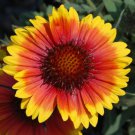 Arizona Sun Blanket Flower Gaillardia Quart Pot Indoor Outdoor Garden