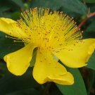 St. John'S Wort Plant Hypericum Calycinum Quart Pot Indoor Outdoor Garden