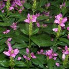 Hot Lips Turtlehead Chelone Lyonii Quart Pot Indoor Outdoor Garden