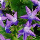 Blue Waterfall Bellflower Campanula Quart Pot Indoor Outdoor Garden