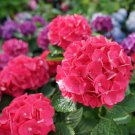 Wee Bit Giddy Bigleaf Hydrangea 4" Pot Indoor Outdoor Garden