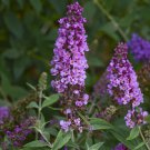 Humdinger Orchid Annie Butterfly Bush Buddleia Compact Gallon Pot Indoor Outdoor Garden