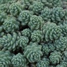 Himalayan Skies Sedum Stonecrop Live Plant Quart Pot Indoor Outdoor Garden