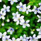 Blue Star Creeper Isotoma 3 Seasons Of Blooms Gallon Pot Indoor Outdoor Garden
