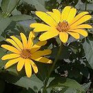 Summer Sun Heliopsis Orange Sunflower Quart Pot Indoor Outdoor Garden