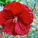 Cherry Brandy Giant Hibiscus Rose Mallow Huge Flowers Gallon Pot Indoor Outdoor Garden