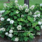 Pee Wee Oakleaf Hydrangea Dwarf White 4" Pot Indoor Outdoor Garden