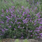 Humdinger Lavender Cupcake Butterfly Bush Buddleia Compact Gallon Pot Indoor Outdoor Garden